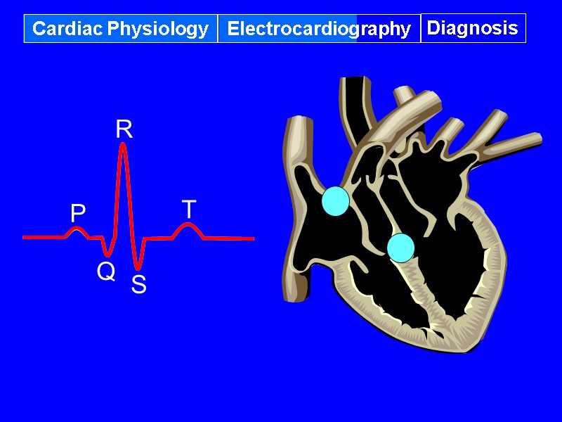Cardiac Physiology Electrocardiography Diagnosis P Q  R S T